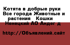 Котята в добрые руки - Все города Животные и растения » Кошки   . Ненецкий АО,Андег д.